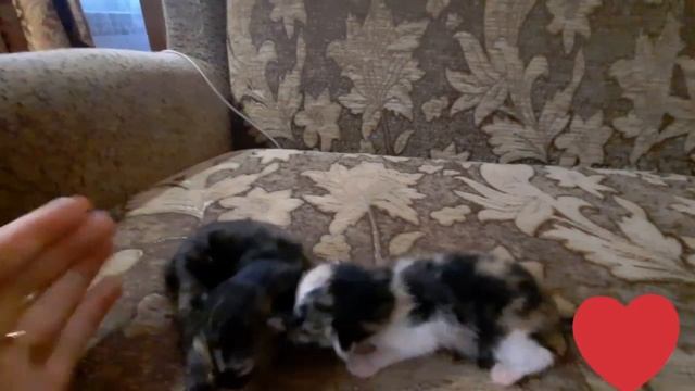 Дневник Котят .День 1 .Кошка родила милашек ?