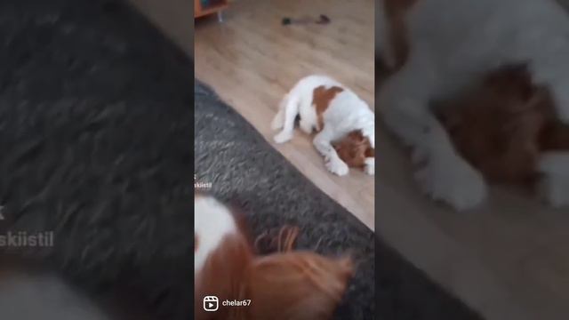 Кавалер Кинг Чарльз спаниель.