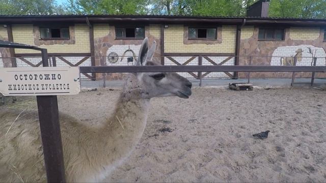 Воронежский зоопарк 2021