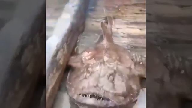 Рыба морской черт?