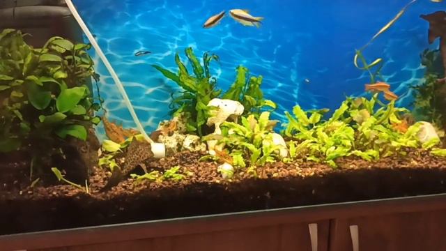 Мой сомик птеригоплихт/Не найдет еду/My Catfish Pterygoplicht Can't Find A Pellet For A Long Time