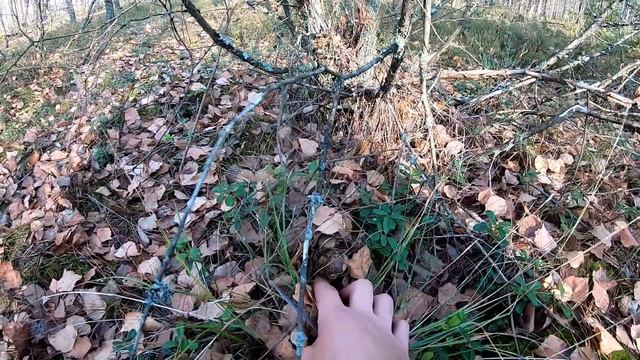 Сбор ГРОМАДНЫХ опят и белых грибов в конце октября!!! Беларусь!!!