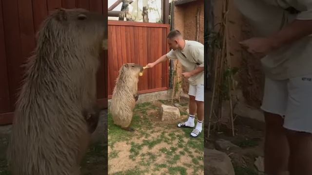 Литвин в Дубае