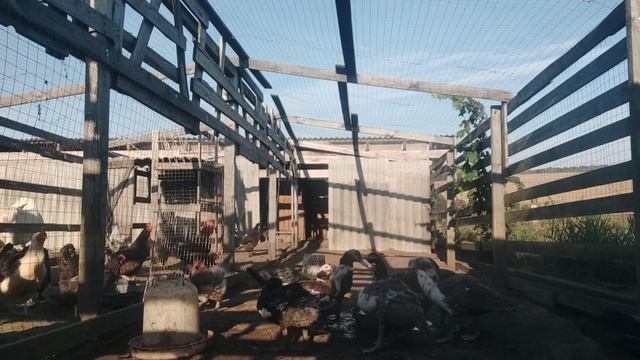 Доброе деревенское утро.Коза родила.Утки.Козы любят своего козла.Козлята завтракают