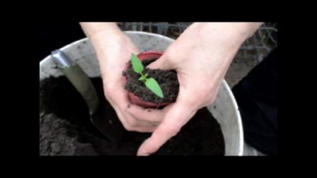 Пикировка рассады