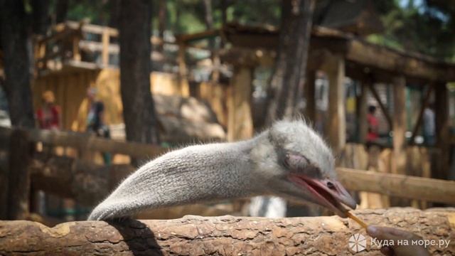 Отдых в Геленджике: пляжи, достопримечательности, набережная, Сафари парк