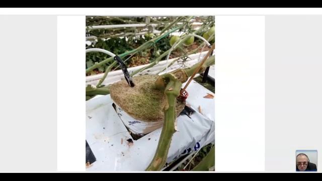 ? Основные проблемы по защите урожая томата от болезней в промышленных тепличных комплексах