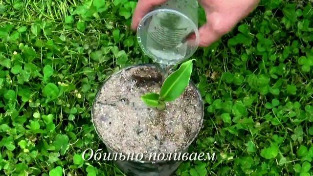 Пересадка саженцев банана