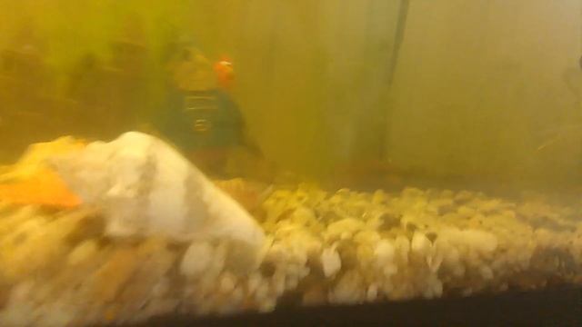 советы для начинающих аквариумистов