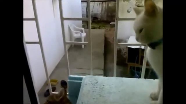 Смешные кошки 2014 - сентябрь