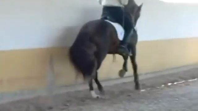 QUALIFIED  CHESNUT PRE