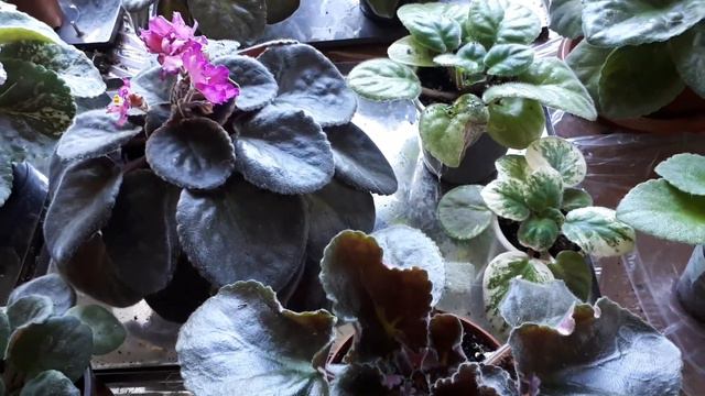 Моя любовь, мои вдохновляшки- сортовые фиалки