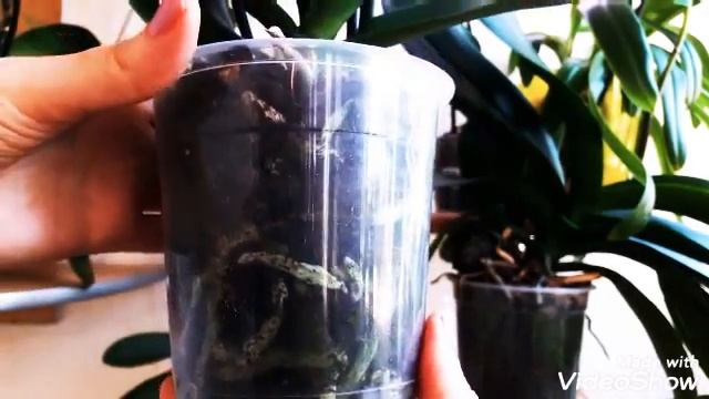 Сохнут корни/когда же поливать/детка/#ЛегкийУХОДиПОЛИВ/Алладин#КЛЕОПАТРА/КАОДА#Орхидея