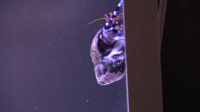 Рак отшельник