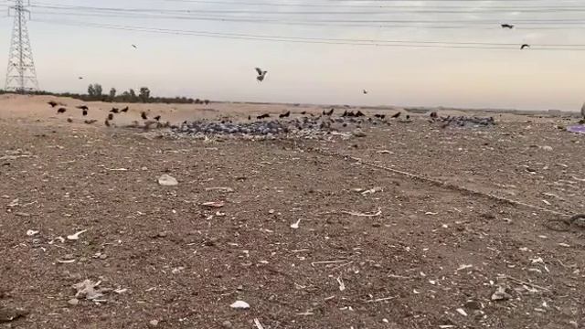 Охота на голубей. За раз Больше чем 30 голубей