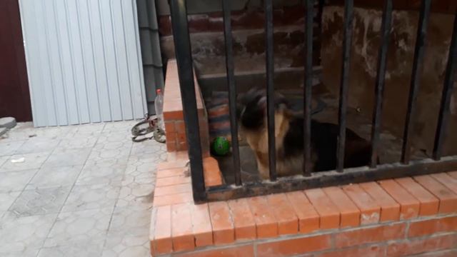 РЕКС ПЕРВАЯ ТРЕНИРОВКА НА ОХРАНУ!💪💪💪