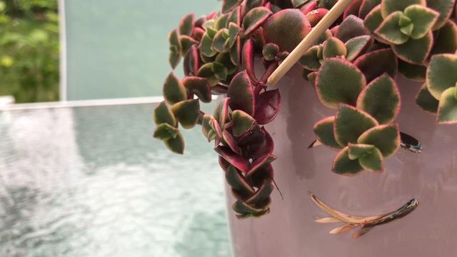Cómo Cuidar La Crassula PELLUCIDA Variegada | CUIDADOS De La Crassula MARGINALIS RUBRA Variegada