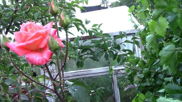 ЦВЕТЫ августа 2023