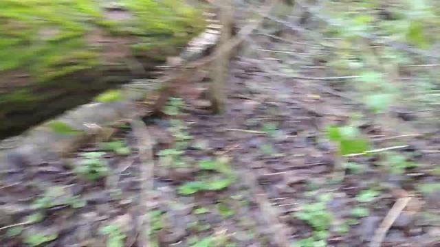 ОСЕНЬ И ГРИБЫ.15.11.2023.