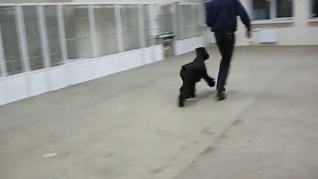 Джентли Бон.AVI