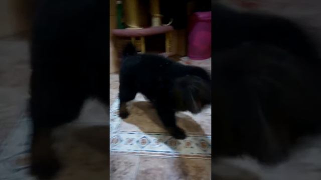 Бо, девочка, тибетский мастиф