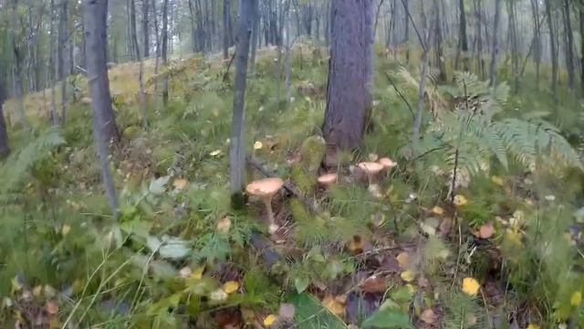 Поездка за грибами. Иланский район. Красноярский край. Грибы опята.