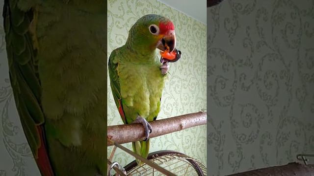 Не съем,  так понадкусываю