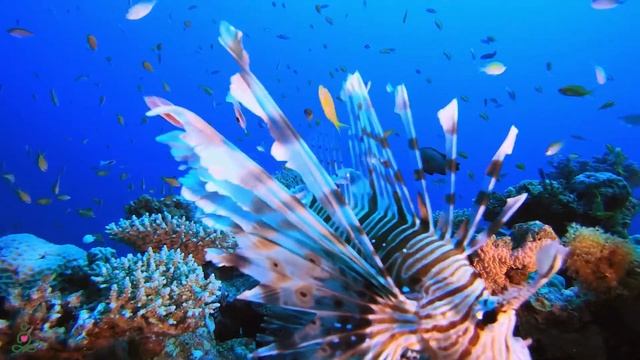 3 часа релаксации под шум морского дна? Успокойте разум? Избавьтесь от внутреннего гнева и печали