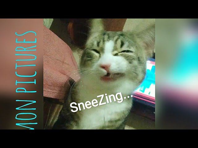 ПраЭльно! #Paramoshka SNEEZing На правду...   Рaramon Pictures Presents