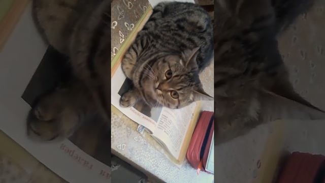 Мой кот директор! Вот как делают уроки норм людь!?????