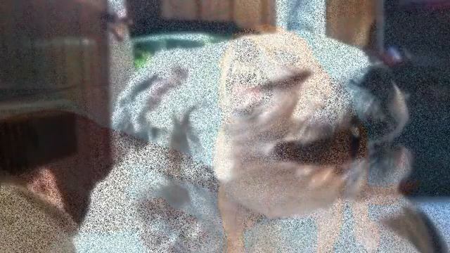 Чихающие Собаки! Собачий Чих!