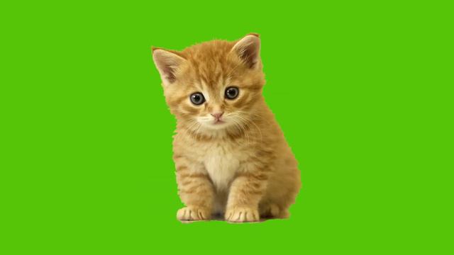 хромакей котики