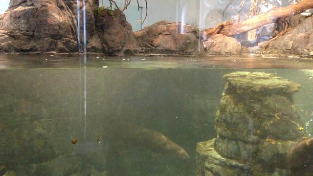 Дети в зоопарке не верят, что выдры - настоящие :)