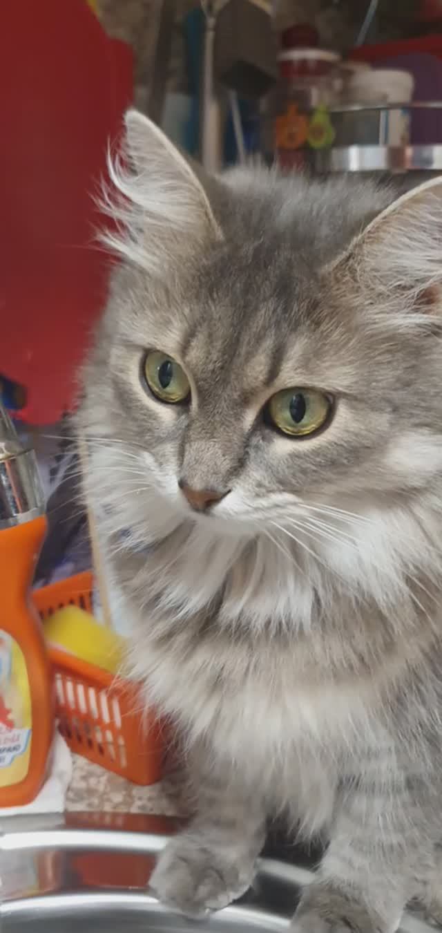 Муська пьёт из под крана, а у вас кошки так делают?