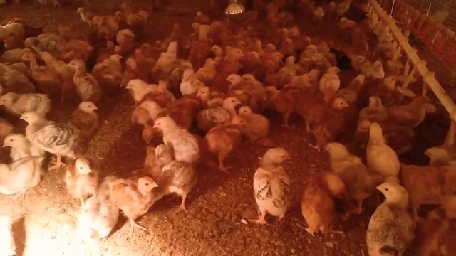 Цветной бройлер 2019