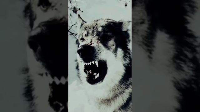 годы проходят и уходят,а честь и достоенсва останиться навсегда