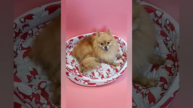 Лежанка для кошек, собак с OZON, Aliexpress