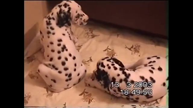 Щены. Один шаг в прошлую жизнь.