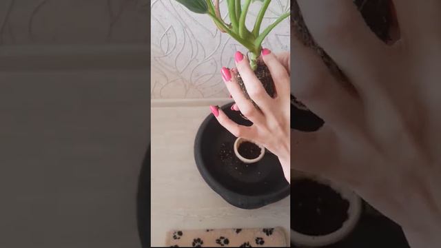 Пересадка Филодендрон Биркин.