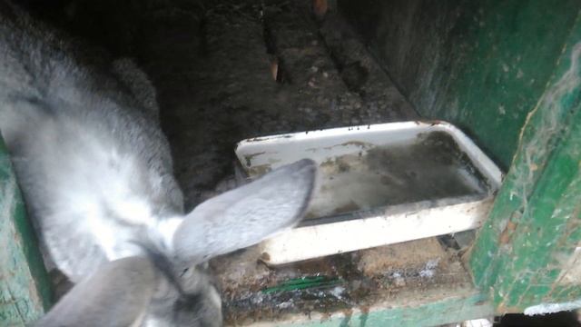 Поение кроликов зимой. Поение кроликов в мороз на улице. Как поить кроликов зимой? 12.12.2020.