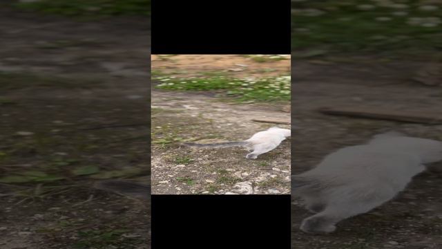 Fcf1127368082b4621dedbb9cf512a46