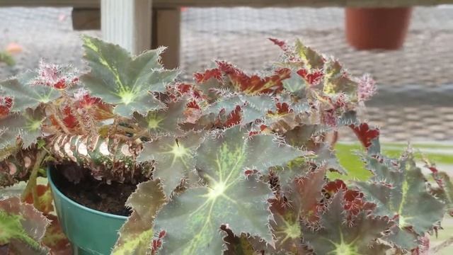 BEGONIA BOWERAE PLANT