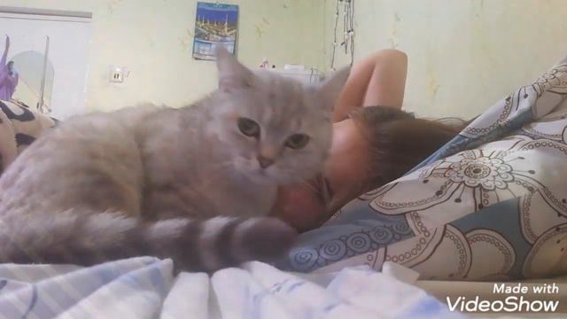 Кошка ластится к хозяйке с самого утра 😍