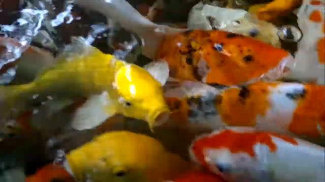 74a0282e1dd71080f4b2a2c4ceef1729