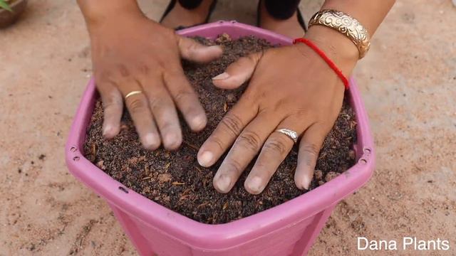 Using Energy Drink To Grow Marble Queen Pothos By Cutting.
