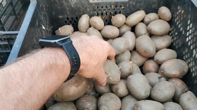 ТРИ болезни САРПО МИРА картофеля супер устойчивого к фитофторе! обратите на них пристальное внимани