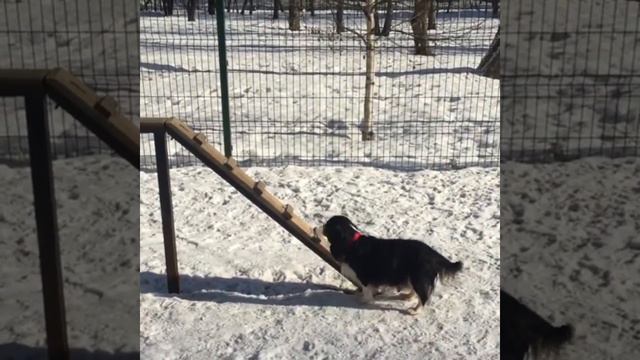 Кавалер Кинг Чарльз Спаниель Сильвия ходит по тонкому бревну