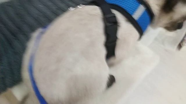 Гуляем в квартире + Обзор на шлейку!