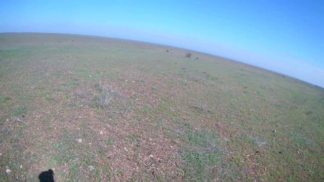 Работа в паре, курцхаары Вайд и Эрта