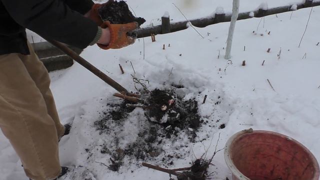 Выкапываем  Урожай из под Снега на Даче .